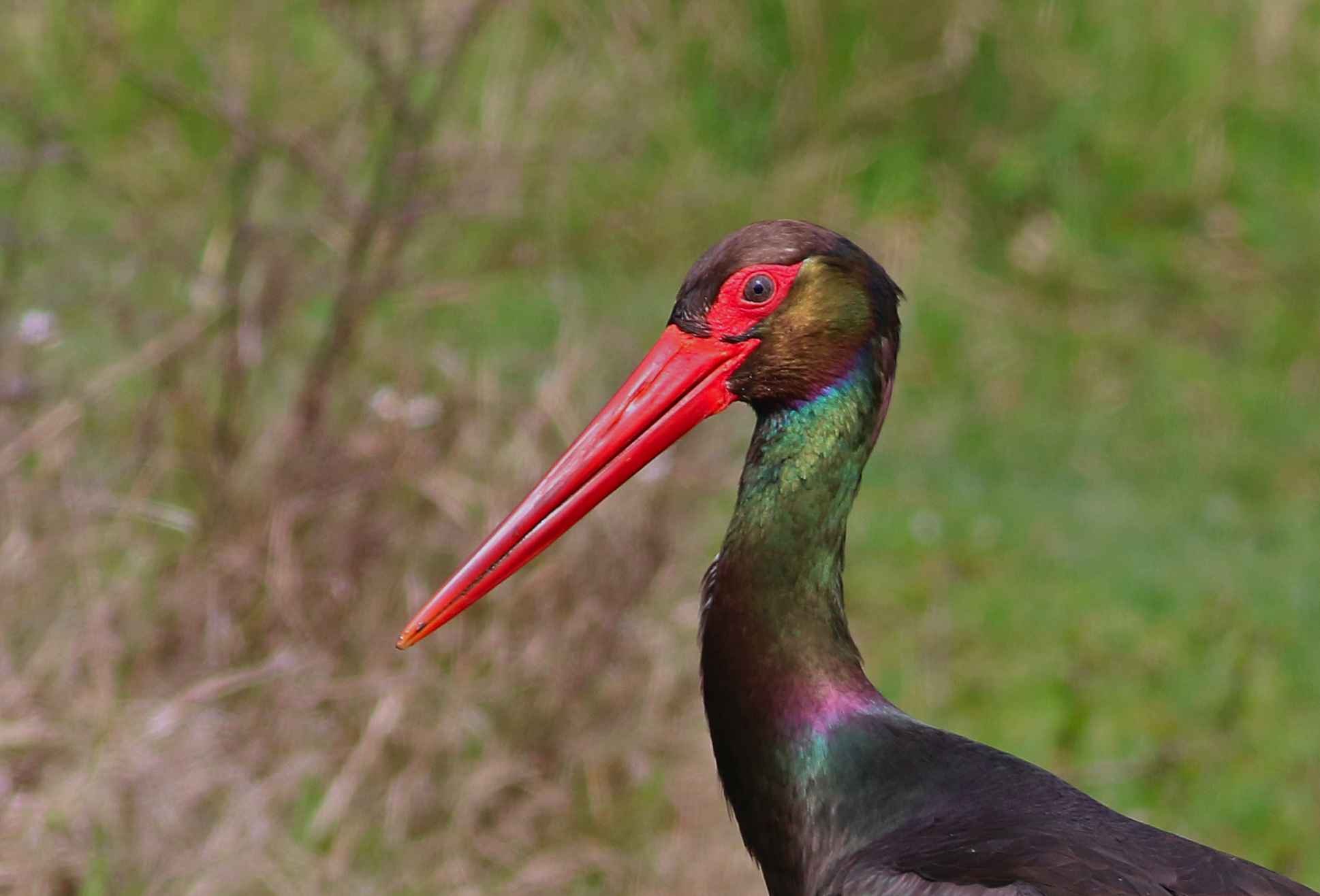 Black Stork